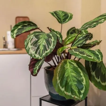 Appartio - Fuer 2 - Kueche - Wifi - Altstadtlage Lejlighed *