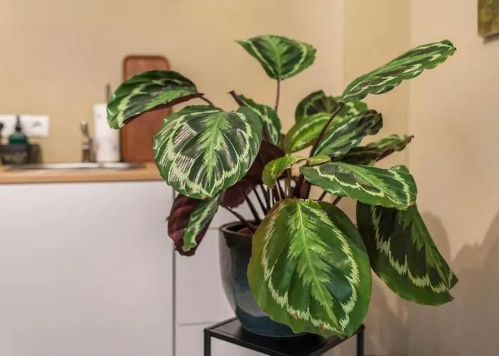 Appartio - Fuer 2 - Kueche - Wifi - Altstadtlage Daire *